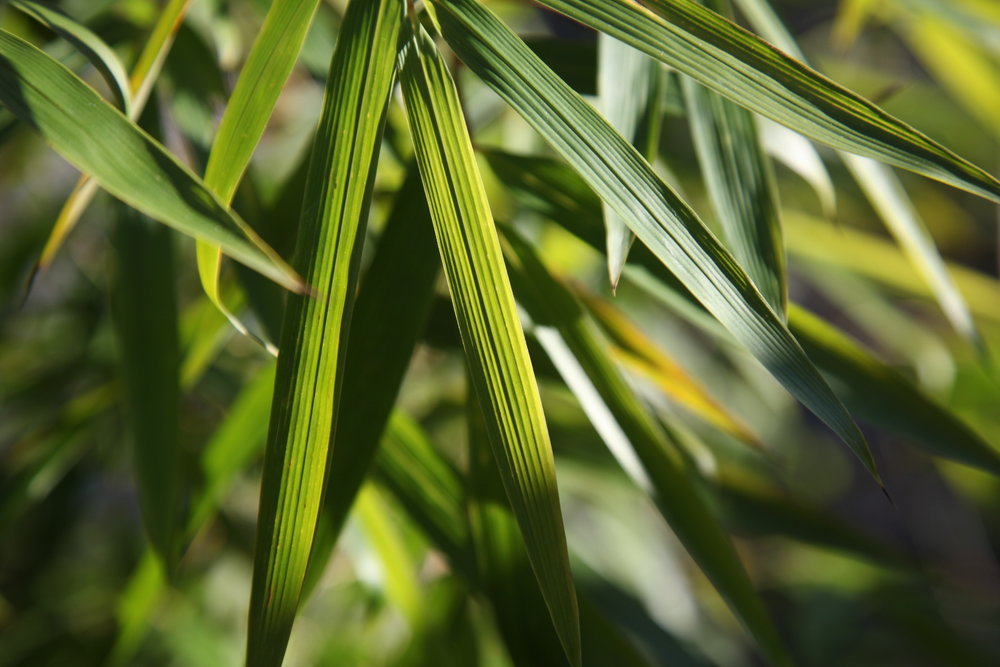 bamboo.JPG