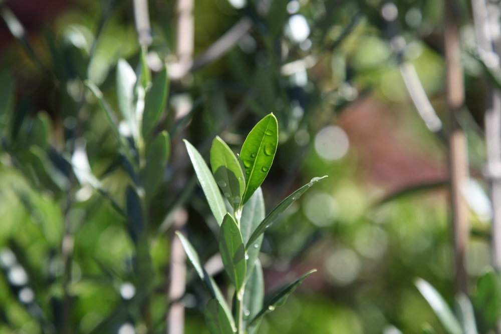 olive-tree-buy-plants-online-melbourne.JPG
