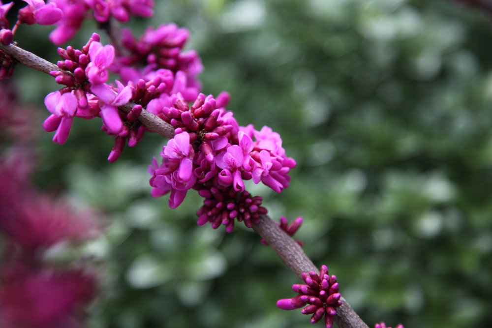 Cercis Avondale