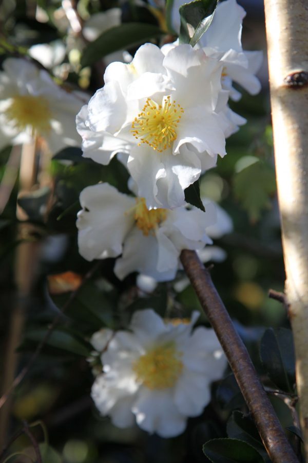 Camellia sasanqua 'Setsugekka' - Online Plant Nursery Surrey HIlls