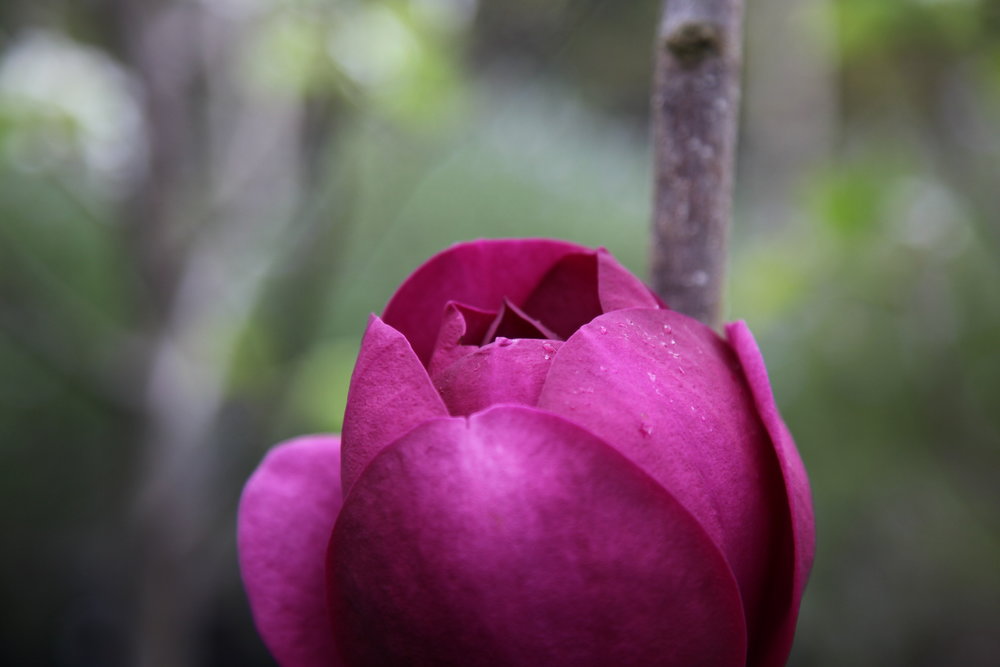 black-tulip-magnolia-the-treeshop-nursery-melbourne.JPG