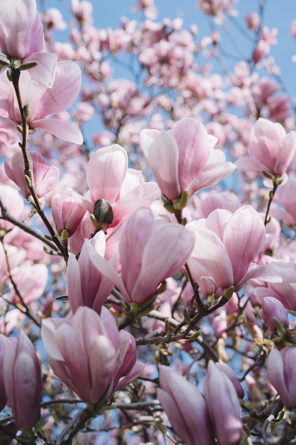 deciduous-magnolia-the-treeshop-nursery-melbourne.jpg