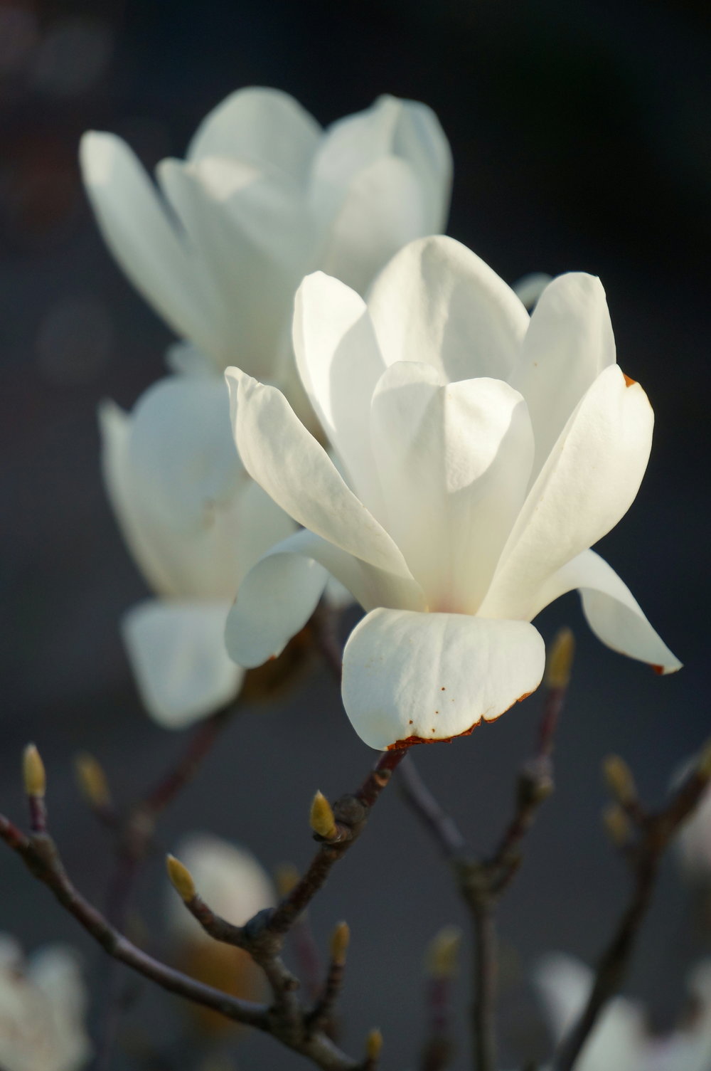 denudata-magnolia-the-treeshop-nursery-melbourne.jpg