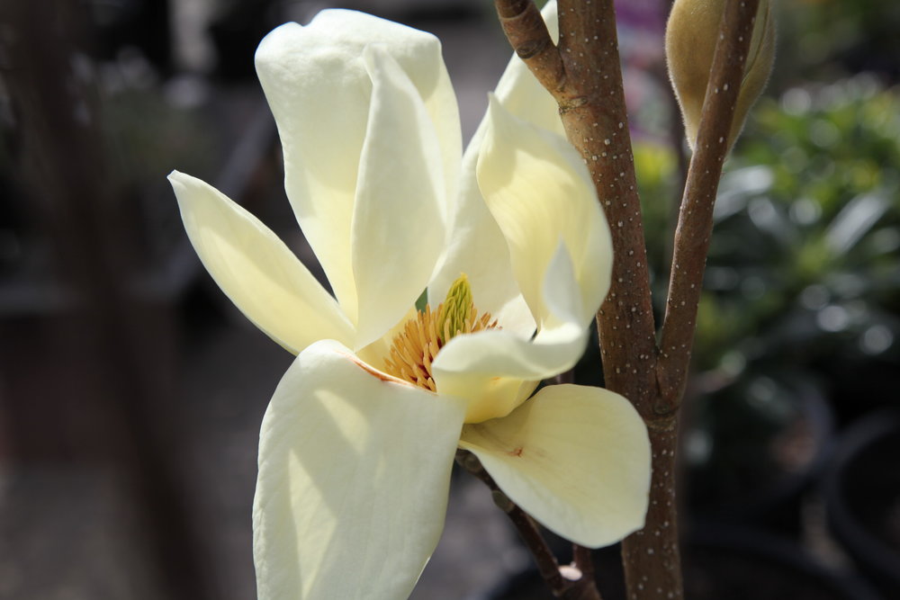 elizabeth-magnolia-the-treeshop-nursery-melbourne.JPG