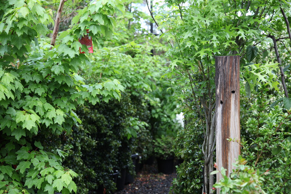 shade trees summer melbourne trees