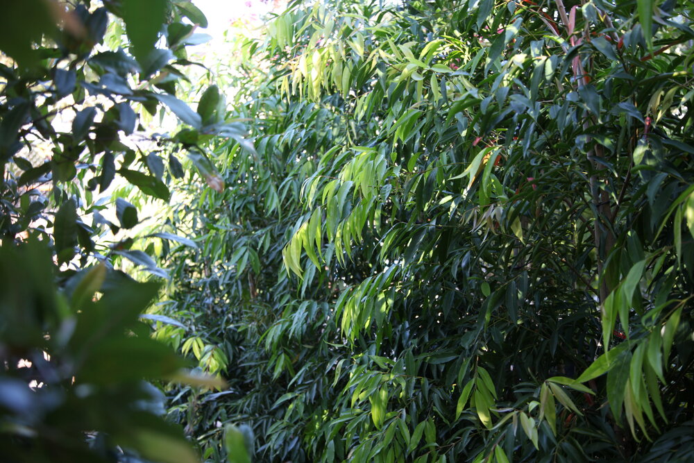 privacy trees waterhousia lily pilly screening plants melbourne nursery