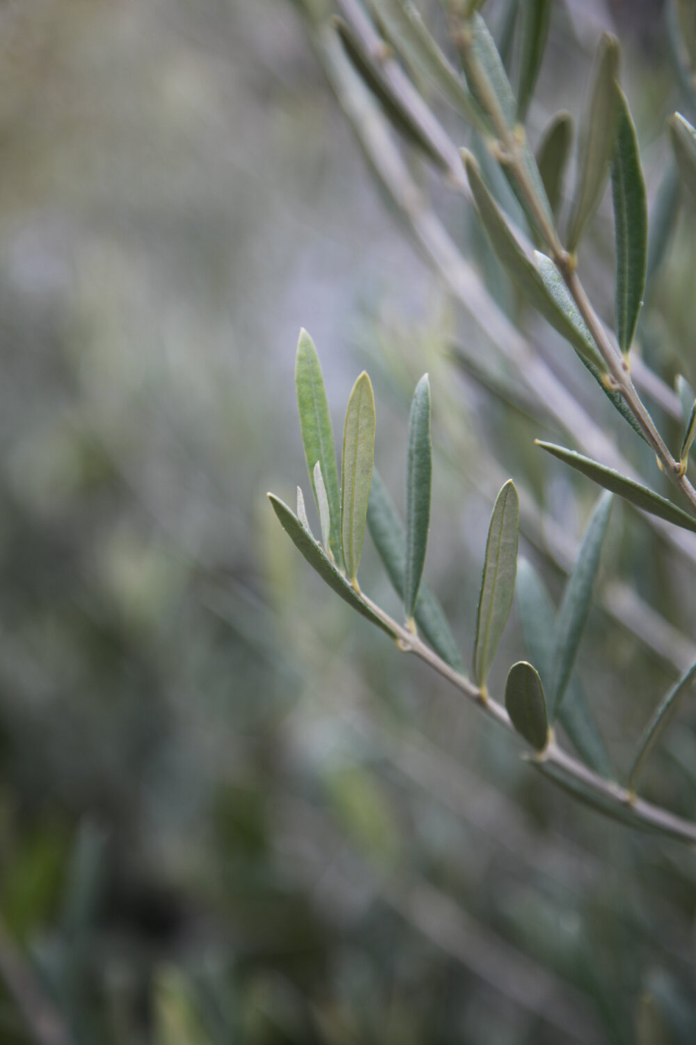 olive tree in pot