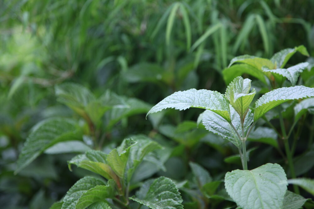 plants for around a pool tropical plants nursery