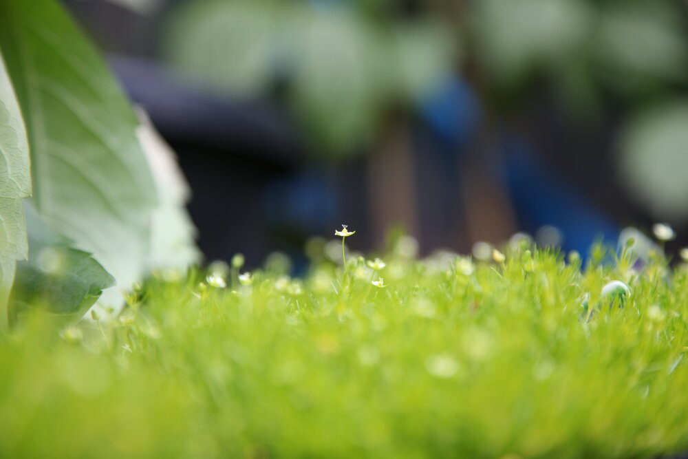 scleranthus ground cover