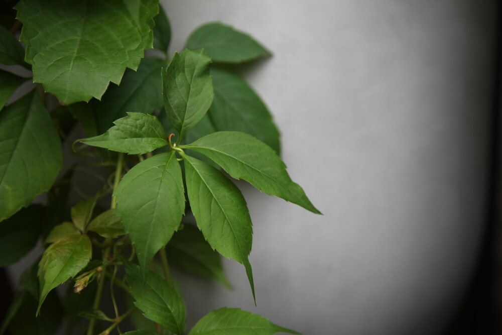 Virginia Creeper boston ivy parthenocissus climbing plants