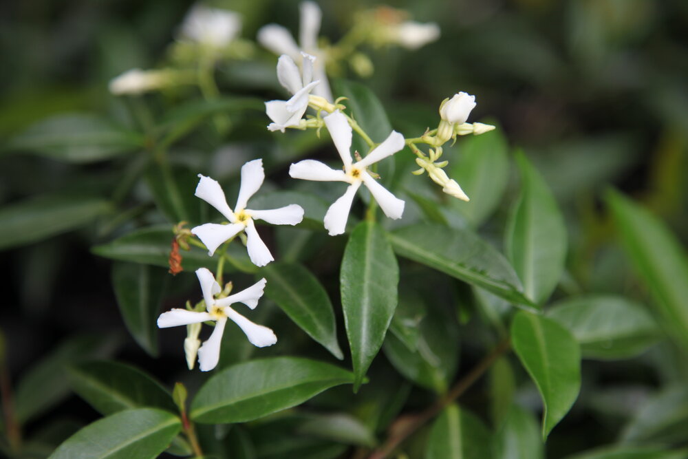 star jasmine climbing plants creeping plants