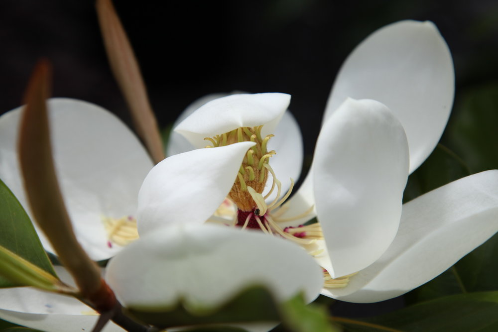 magnolia-buy-plants-online-melbourne.JPG