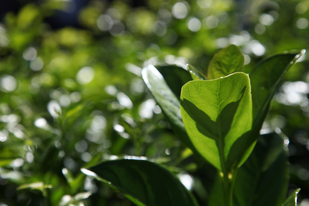 viburnum-sweet-buy-plants-online-melbourne.JPG
