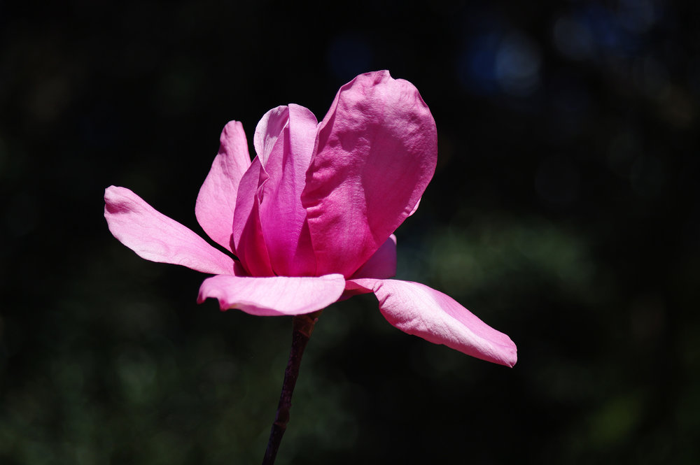 vulcan-magnolia-the-treeshop-nursery-melbourne.jpg